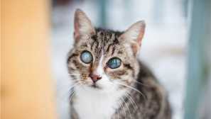 Ako pochopiť, že mačka oslepená